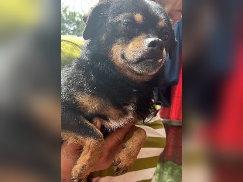 Fritzi, kleiner Hundemann auf der Suche nach dem Glück