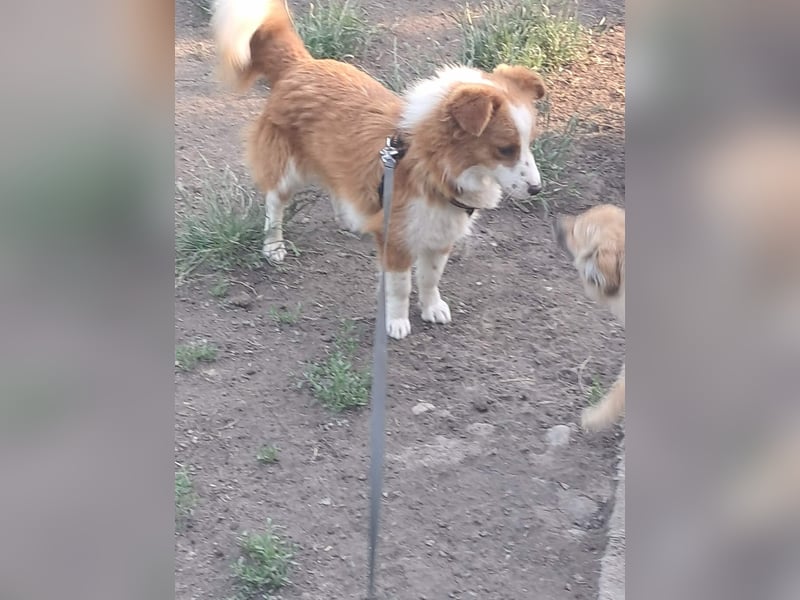 Benji, kleiner Hundemann auf der Suche nach dem Glück