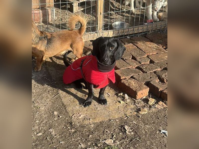 Louis, klein, schwarz, zutraulich sucht sein Zuhause