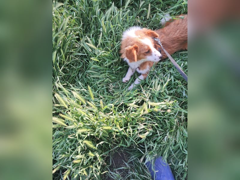Benji, kleiner Hundemann auf der Suche nach dem Glück