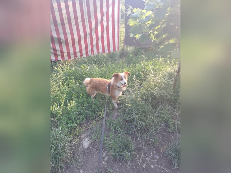 Benji, kleiner Hundemann auf der Suche nach dem Glück
