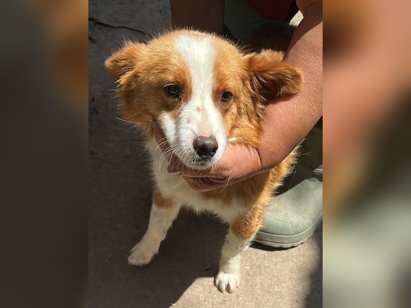 Benji, kleiner Hundemann auf der Suche nach dem Glück