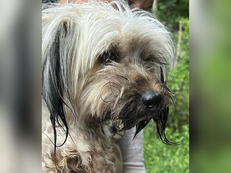 Pompom, kleines Wuschelmädchen sucht ihr Glück