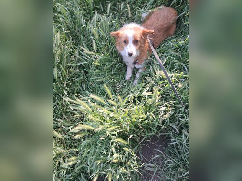 Benji, kleiner Hundemann auf der Suche nach dem Glück