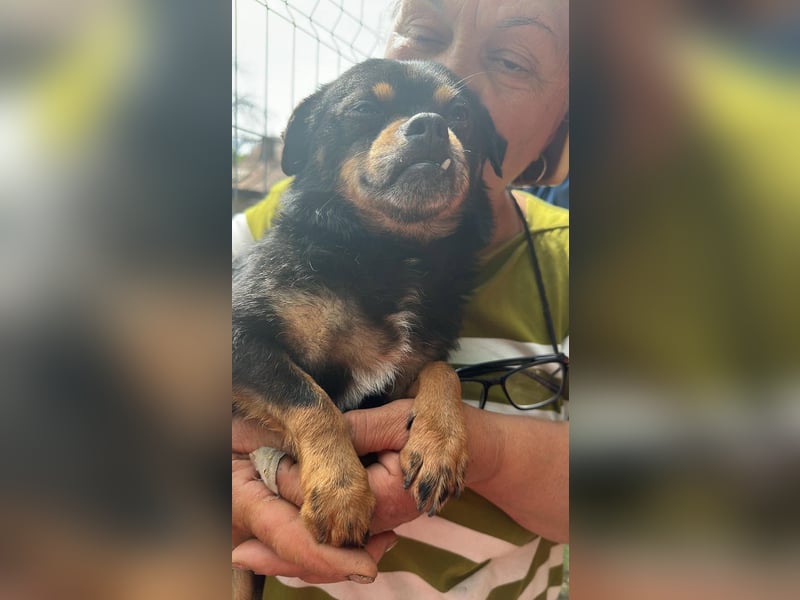Fritzi, kleiner Hundemann auf der Suche nach dem Glück