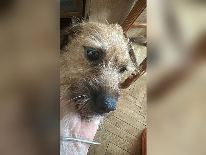 Klärchen sucht ihr Zuhause