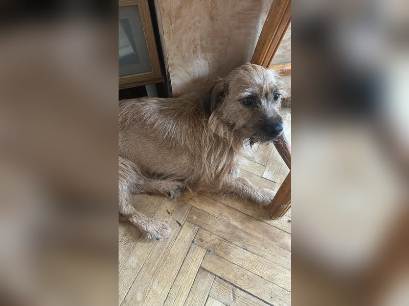 Klärchen sucht ihr Zuhause