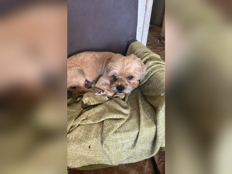 Peanuts - Zwergerl sucht Fürimmerzuhause