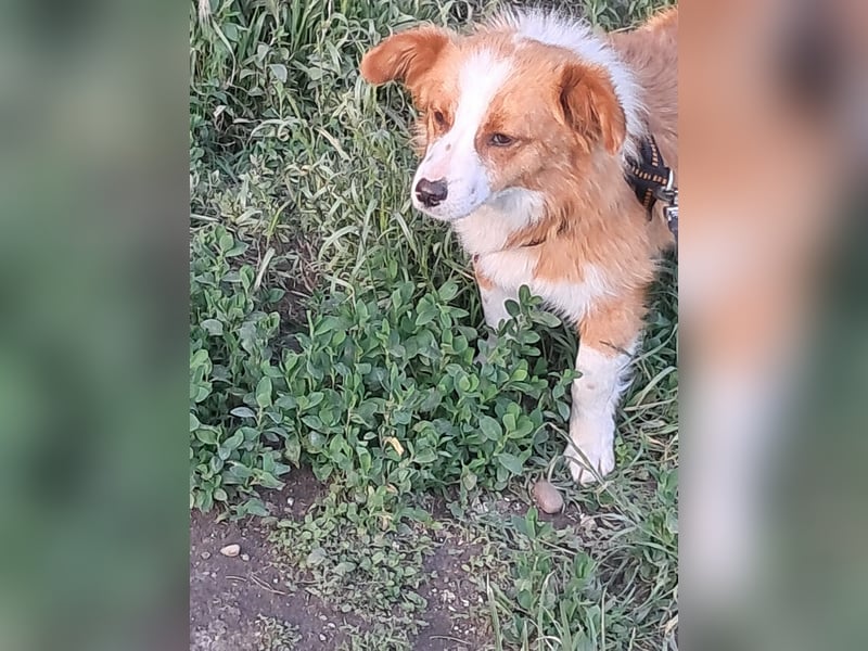 Benji, kleiner Hundemann auf der Suche nach dem Glück