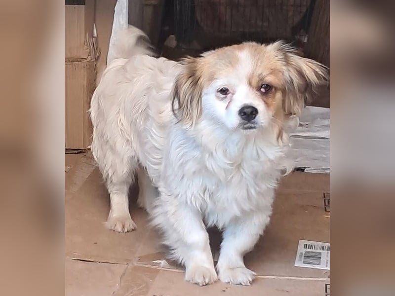 Lili, kleines Hundemädchen sucht ihr Glück