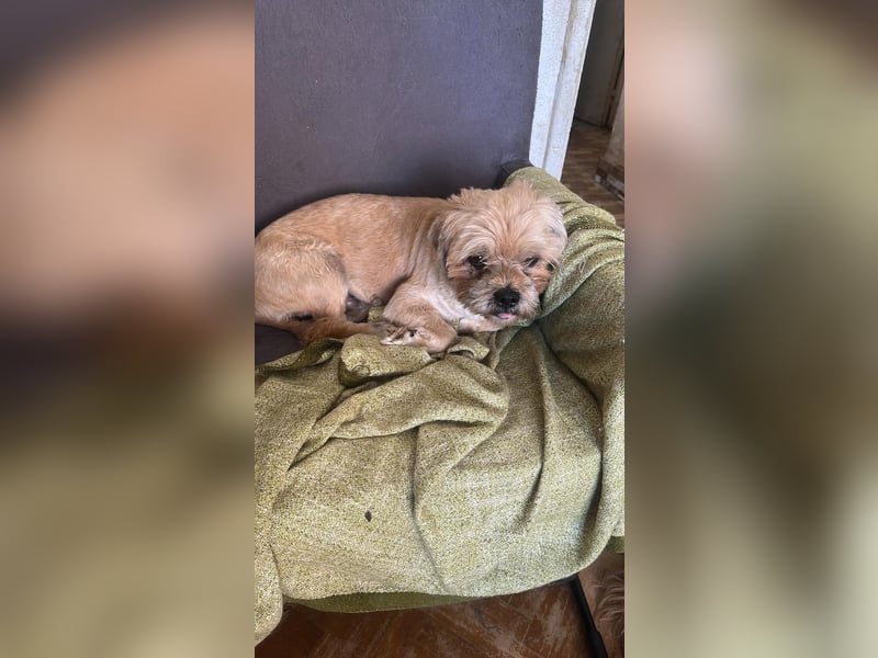 Peanuts - Zwergerl sucht Fürimmerzuhause