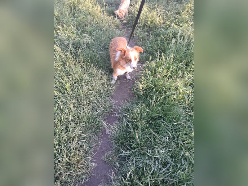 Benji, kleiner Hundemann auf der Suche nach dem Glück