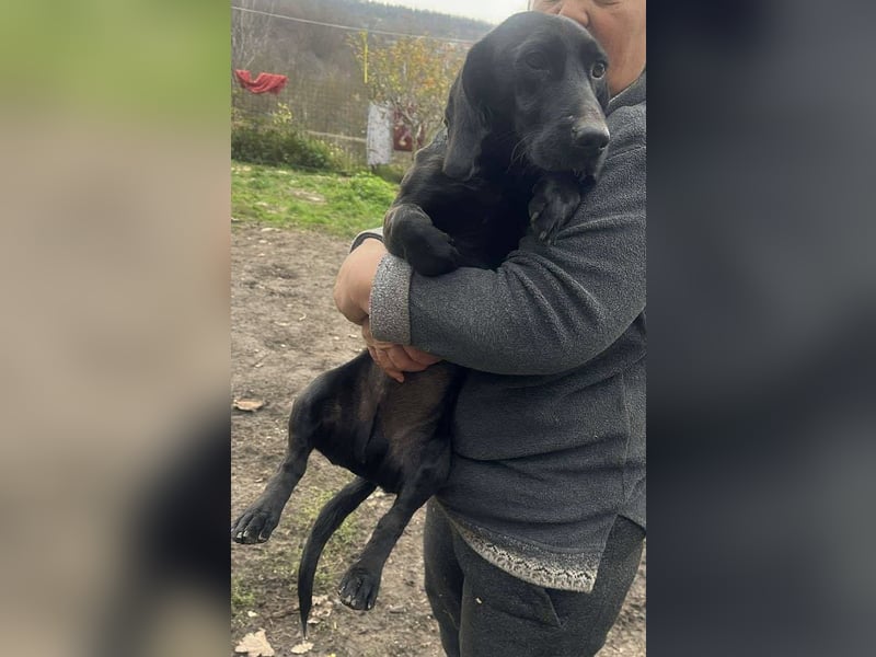 Louis, klein, schwarz, zutraulich sucht sein Zuhause