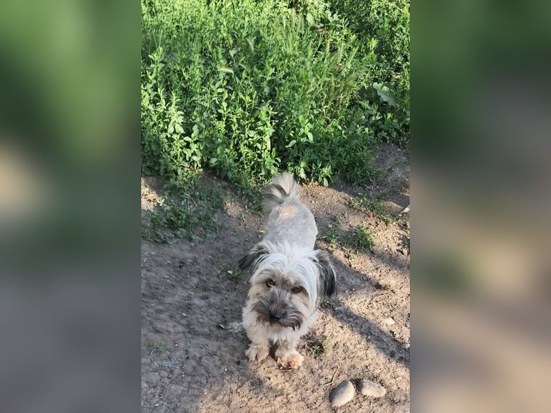 Pompom, kleines Wuschelmädchen sucht ihr Glück