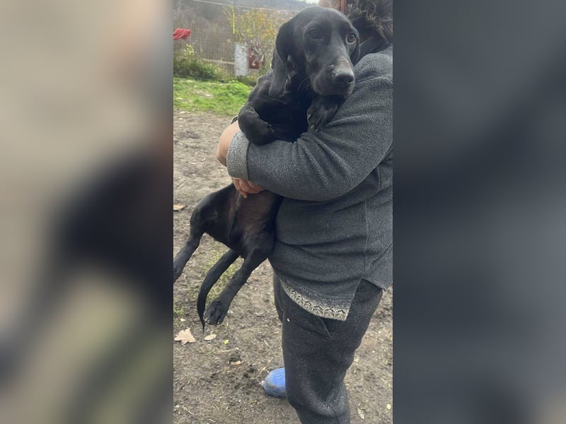 Louis, klein, schwarz, zutraulich sucht sein Zuhause