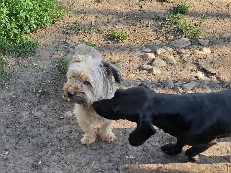 Pompom, kleines Wuschelmädchen sucht ihr Glück