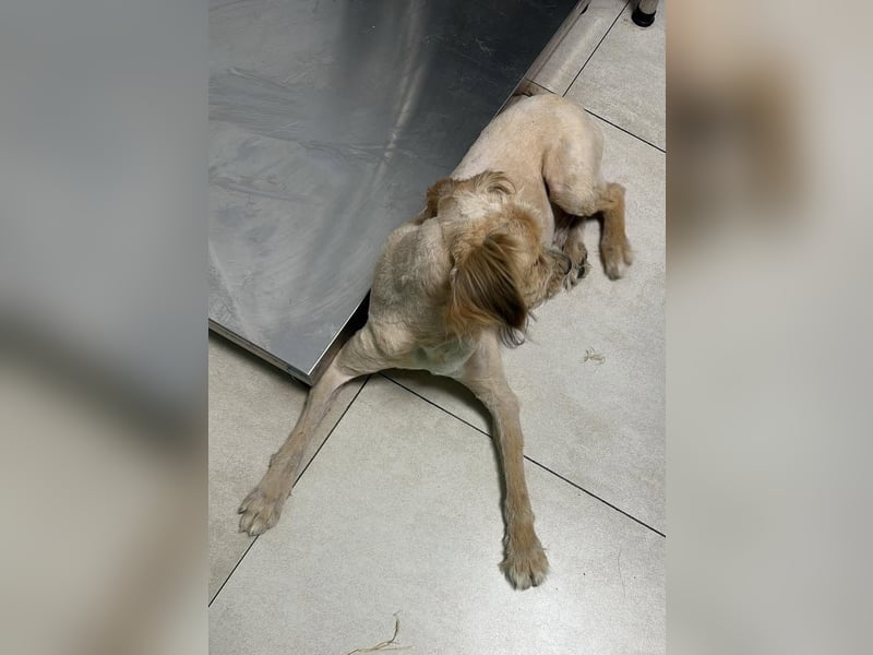 Bobita - mit 13 Jahren soll sein Leben endlich beginnen