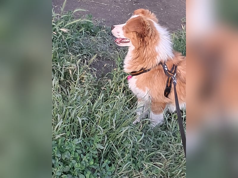 Benji, kleiner Hundemann auf der Suche nach dem Glück