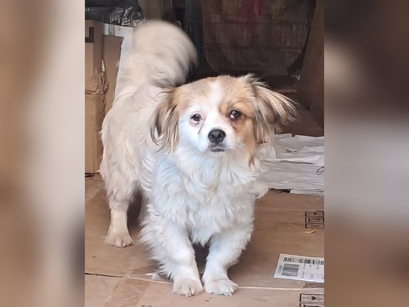 Lili, kleines Hundemädchen sucht ihr Glück