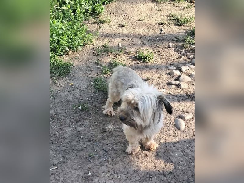 Pompom, kleines Wuschelmädchen sucht ihr Glück
