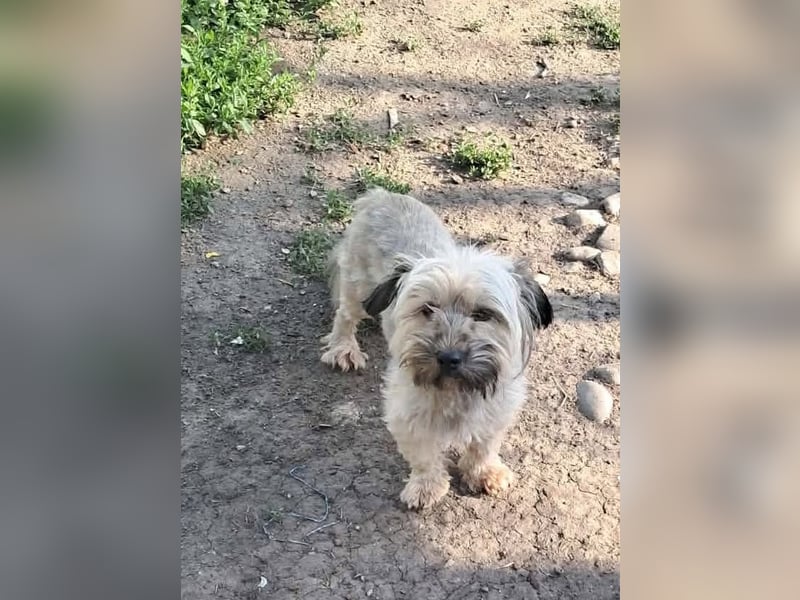 Pompom, kleines Wuschelmädchen sucht ihr Glück