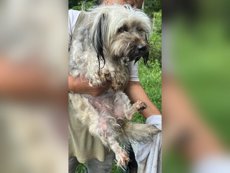 Pompom, kleines Wuschelmädchen sucht ihr Glück