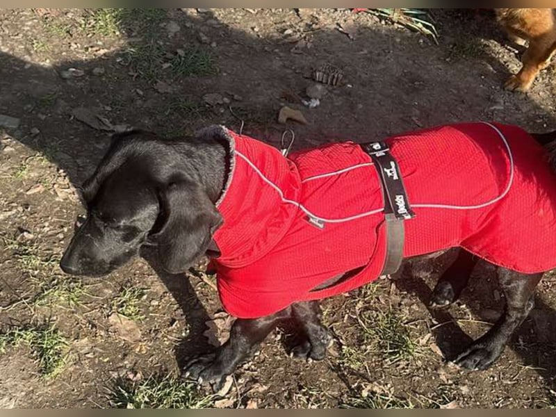 Louis, klein, schwarz, zutraulich sucht sein Zuhause