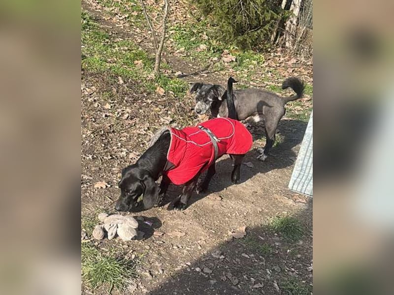 Louis, klein, schwarz, zutraulich sucht sein Zuhause