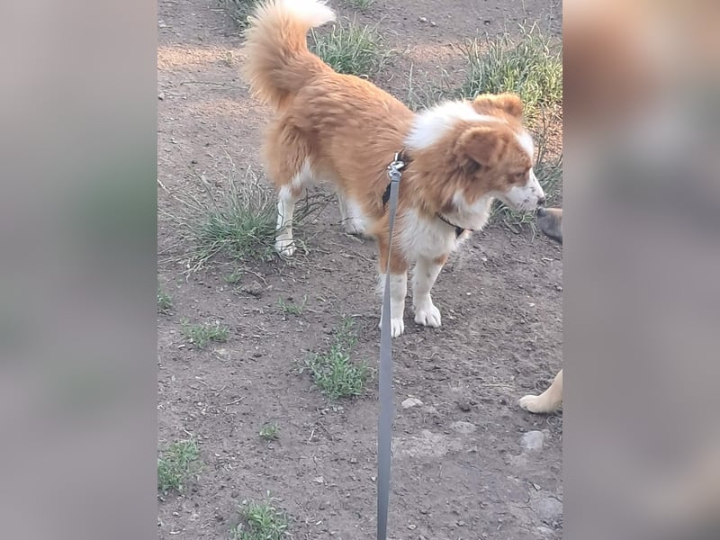 Benji, kleiner Hundemann auf der Suche nach dem Glück