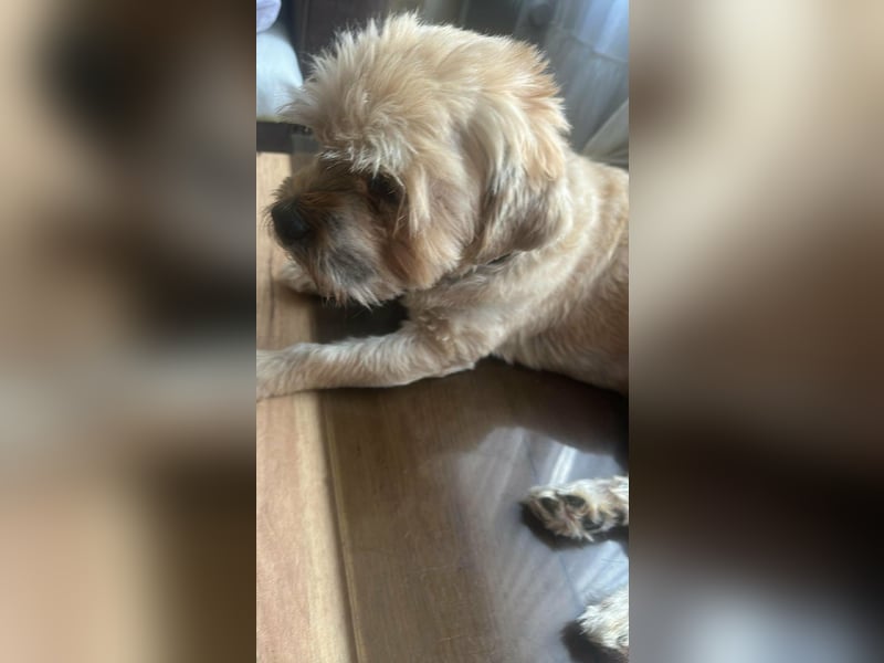Peanuts - Zwergerl sucht Fürimmerzuhause