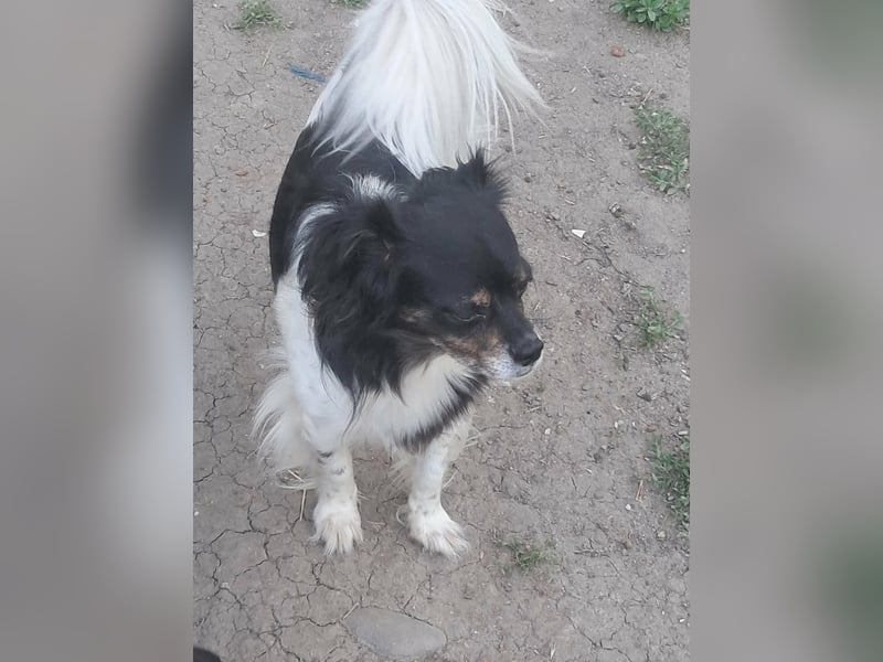 Maya - sanfte Hündin sucht ihr Glück