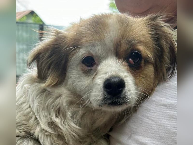 Lili, kleines Hundemädchen sucht ihr Glück
