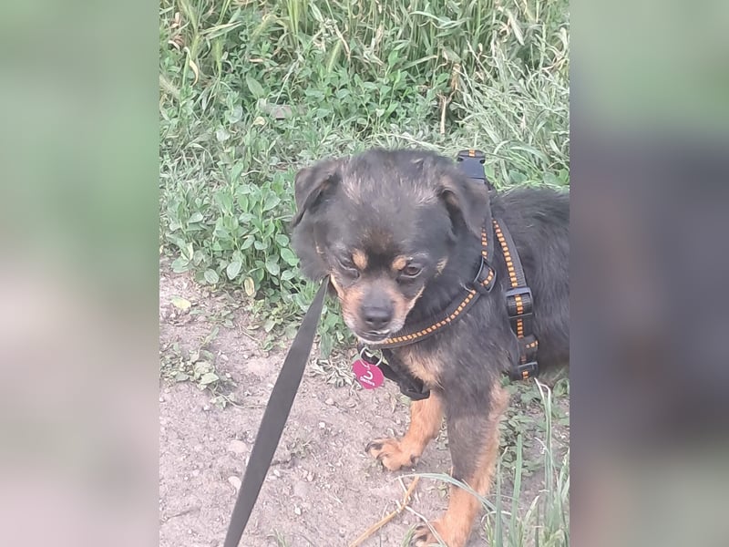 Fritzi, kleiner Hundemann auf der Suche nach dem Glück
