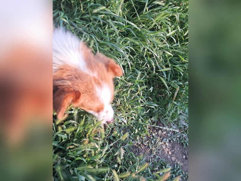 Benji, kleiner Hundemann auf der Suche nach dem Glück