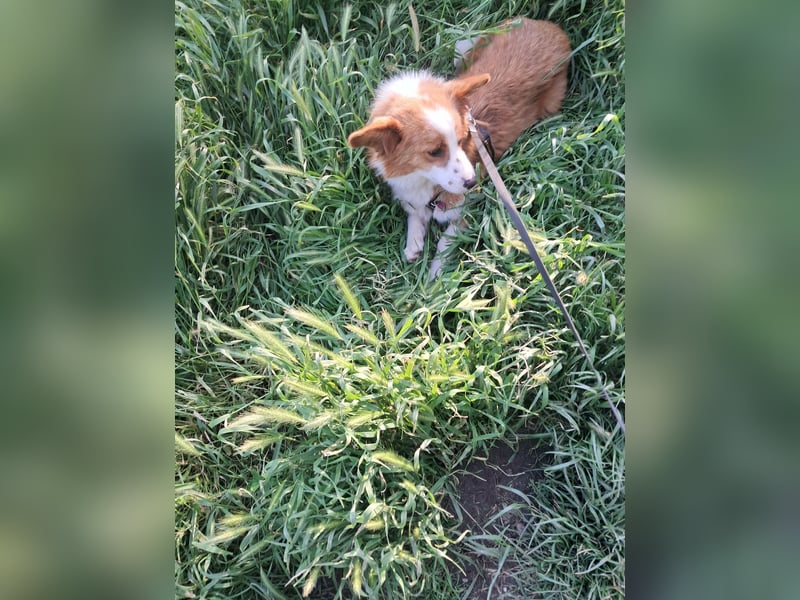 Benji, kleiner Hundemann auf der Suche nach dem Glück