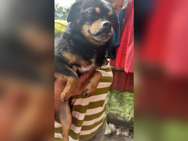 Fritzi, kleiner Hundemann auf der Suche nach dem Glück