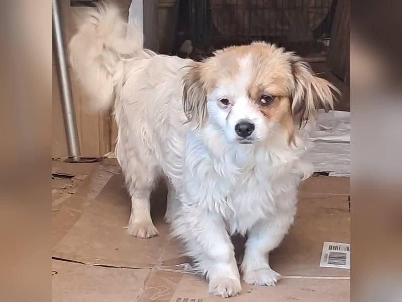 Lili, kleines Hundemädchen sucht ihr Glück