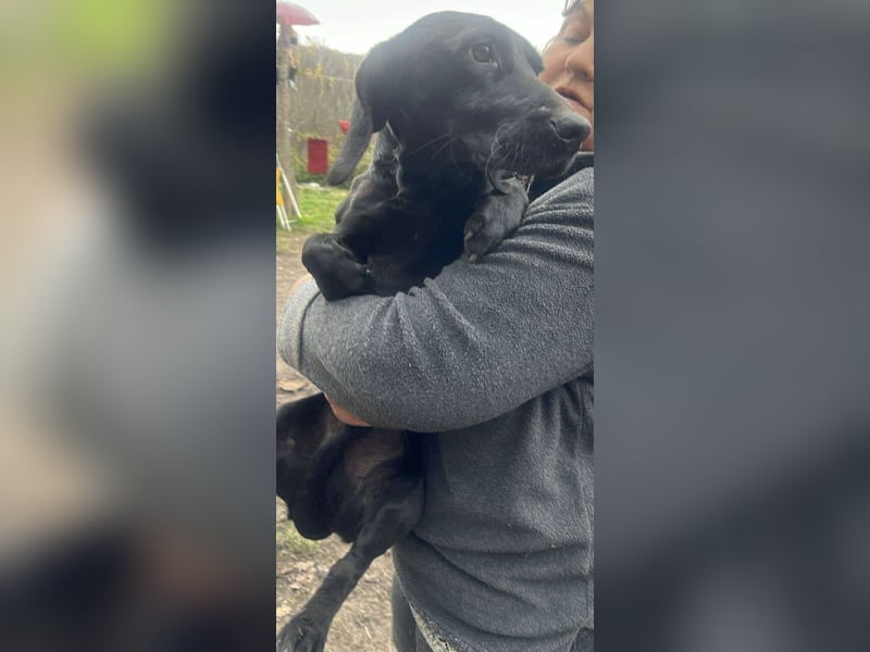 Louis, klein, schwarz, zutraulich sucht sein Zuhause