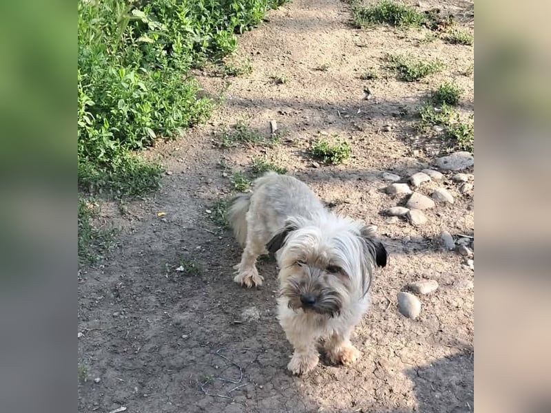 Pompom, kleines Wuschelmädchen sucht ihr Glück
