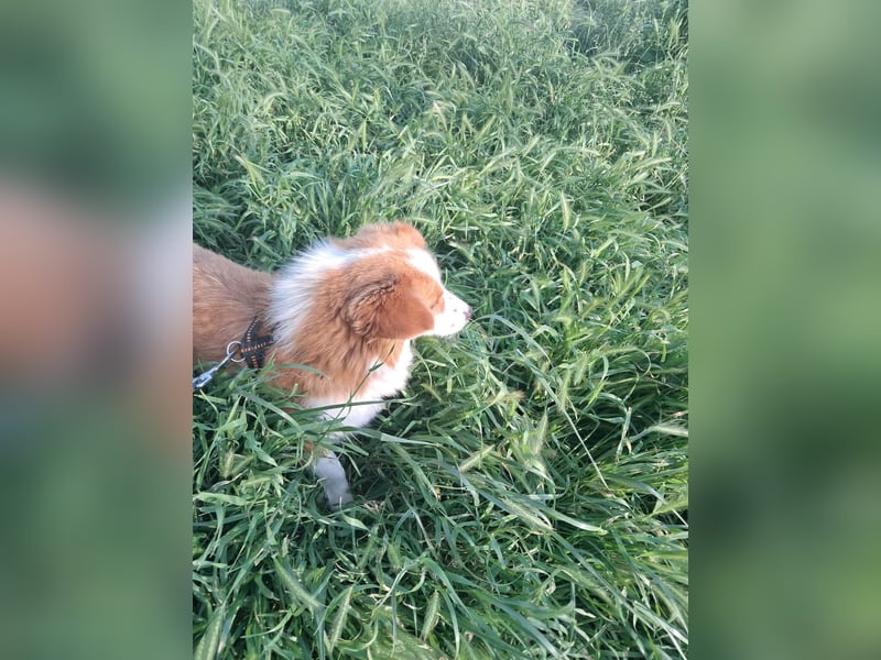 Benji, kleiner Hundemann auf der Suche nach dem Glück