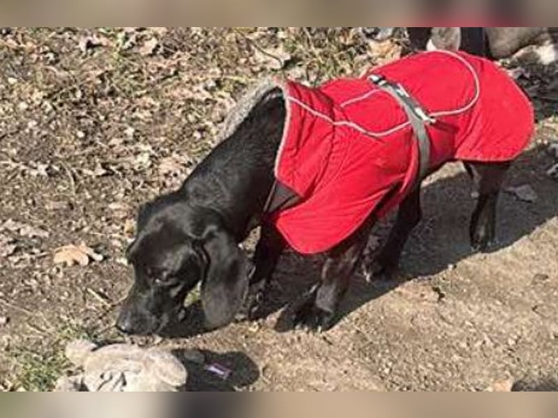 Louis, klein, schwarz, zutraulich sucht sein Zuhause