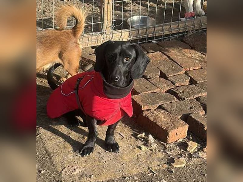 Louis, klein, schwarz, zutraulich sucht sein Zuhause