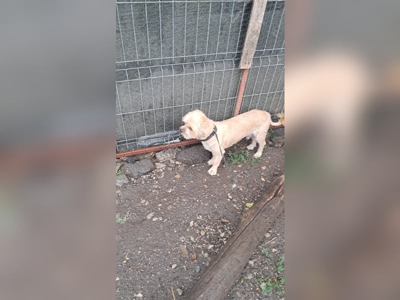 Peanuts - Zwergerl sucht Fürimmerzuhause