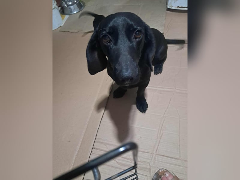 Louis, klein, schwarz, zutraulich sucht sein Zuhause