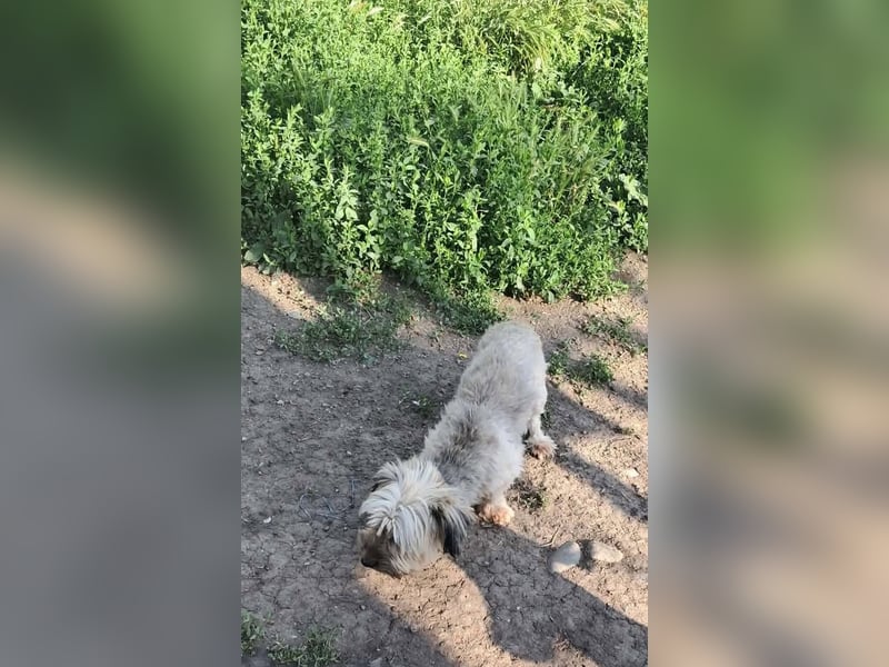 Pompom, kleines Wuschelmädchen sucht ihr Glück