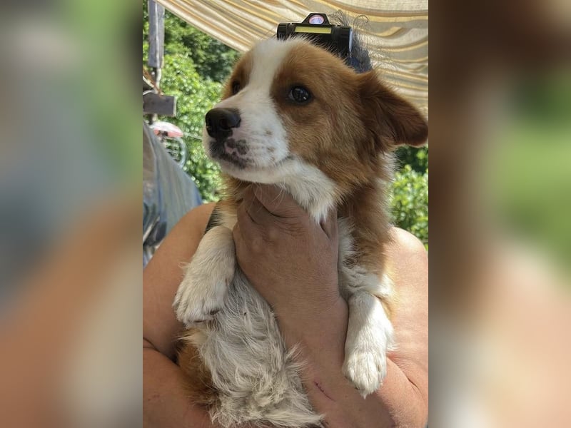 Benji, kleiner Hundemann auf der Suche nach dem Glück