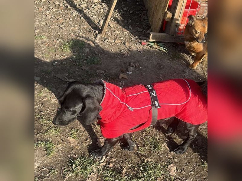 Louis, klein, schwarz, zutraulich sucht sein Zuhause