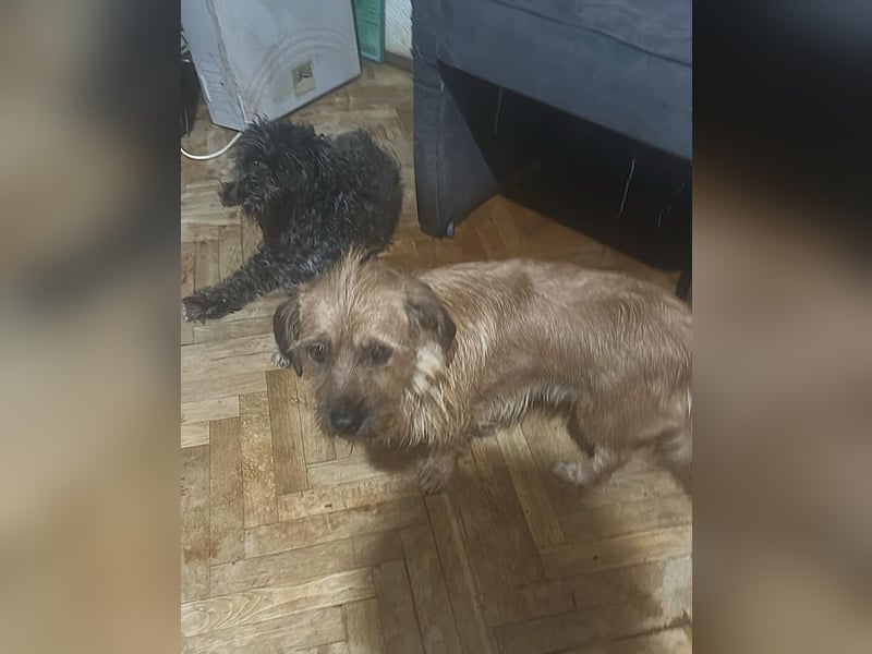 Klärchen sucht ihr Zuhause