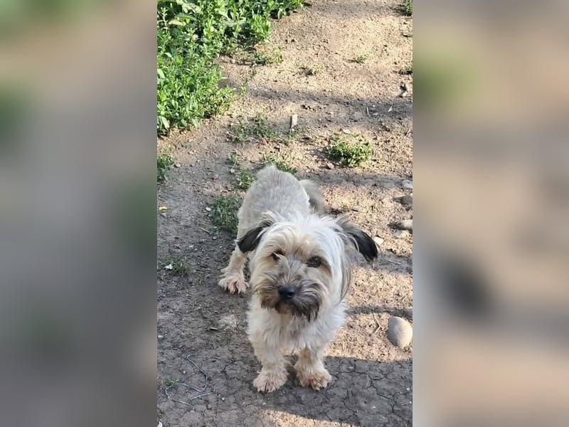 Pompom, kleines Wuschelmädchen sucht ihr Glück