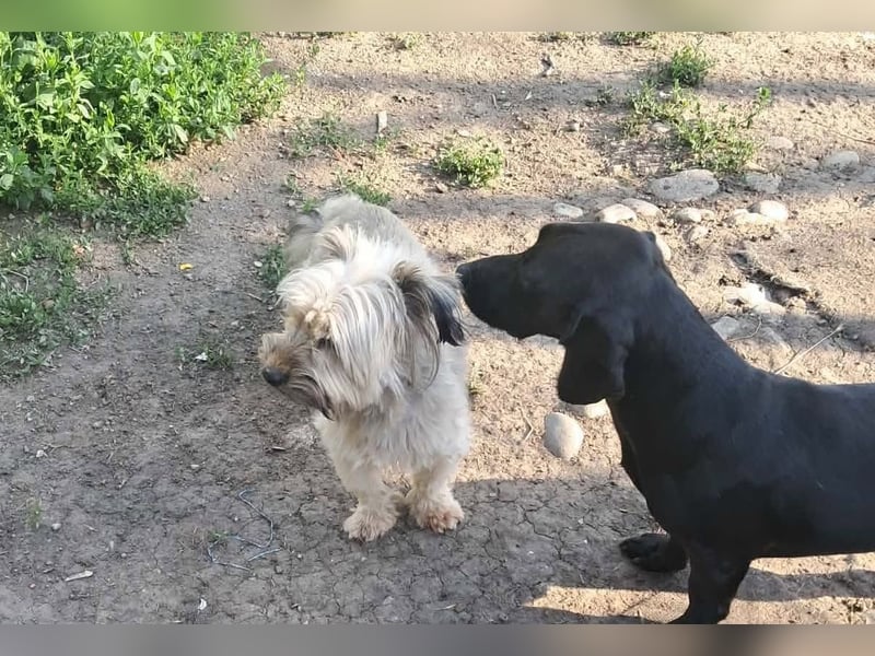 Pompom, kleines Wuschelmädchen sucht ihr Glück